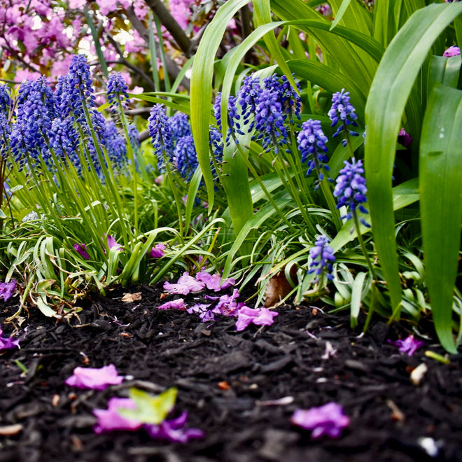 Natural NonDyed Mulch